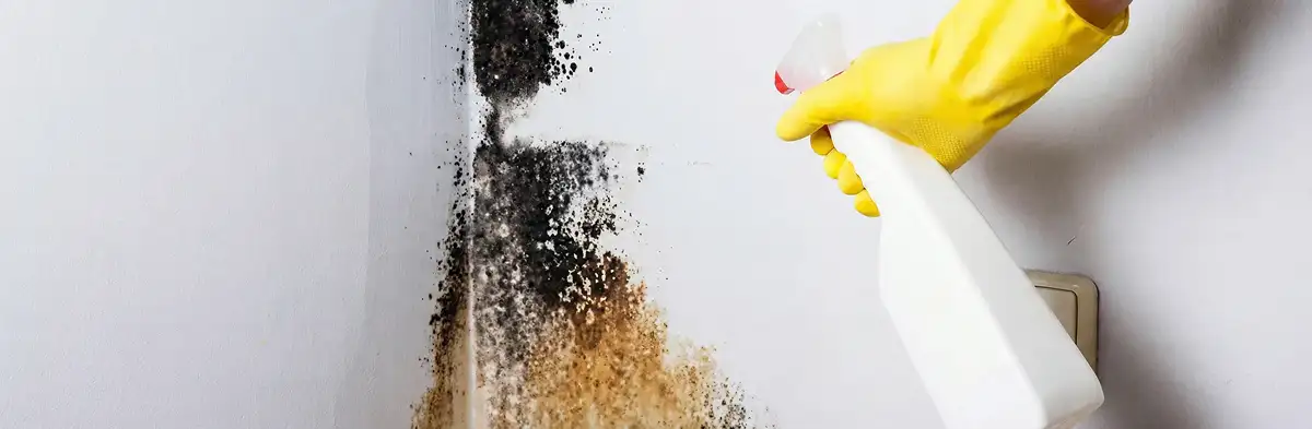 visible mold growth on an interior wall being treated during mold removal service in Philadelphia, PA